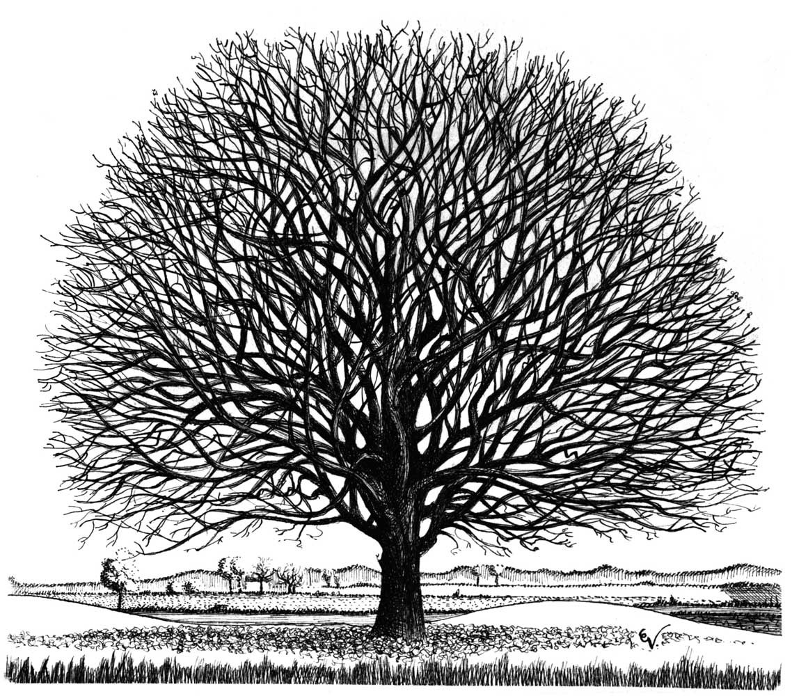 quercia-inverno.jpg